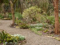 A winding path through the winter garden with snowdrops illuminating the beds.
