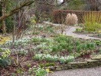 The winding paths of the garden provides interest and a constantly changing perspective.  By leaving the grass untrimmed and the taller Cornus sanguinea adds structure and further interest