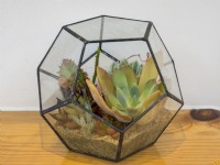 Glass terrarium planted with succulents on a wooden shelf