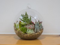 Glass terrarium planted with succulents on a wooden shelf