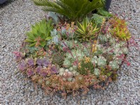 Large metal firepit bowl planted up with succulents