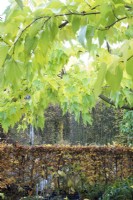 Trained autumn coloured hedge and Platanus alerifolia.