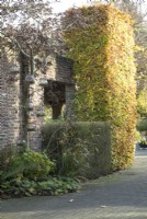 Large and small column of square trained autumn coloured hedge near stone wall.