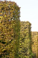 Large columns of square trained high autumn coloured hedges.