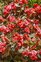 Begonia elatior, sumer June