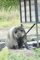 Pig in the mud.