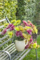 Chrysanthemum 'Tula' mixture.  November. Cut flower arrangement in a cream ceramic jug on a wrought iron garden seat.
