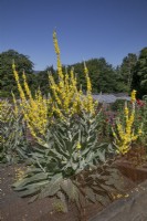 Yellow Verbascum Olympicum at Chatsworth - June 