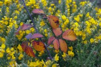 Rubus fruticosus Bramble autumn leaves and Ulex europaeus - Gorse flowers  November winter
