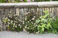 Limestone wall with Erigeron karvinskianus, Mexican fleabane and Centranthus riber, Red valerian.

Horatio's Garden South West - Salisbury
The Duke of Cornwall Spinal Treatment Centre