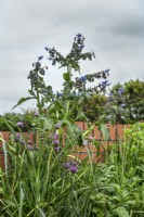Herb bed with Borago officinalis, borage, Allium schoenprasum, chives and Mentha, mint.

Horatio's Garden South West - Salisbury
The Duke of Cornwall Spinal Treatment Centre