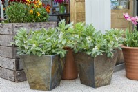 Metal containers with white flowering broad beans and wooden planter with orange wallflowers.

Horatio's Garden South West - Salisbury
The Duke of Cornwall Spinal Treatment Centre