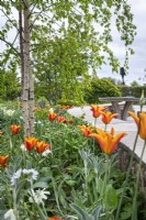 Spring flowering border with limestone wall including Narcissus 'Thalia', daffodil 'Thalia', Stachys byzantina, Lamb's ears, Betula nigra, multistem River birch and yellow and orange tulips.

Horatio's Garden South West - Salisbury
The Duke of Cornwall Spinal Treatment Centre
