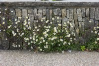 Erigeron karvinskianus, Mexican fleabane growing in a limestone wall.

Horatio's Garden South West - Salisbury
The Duke of Cornwall Spinal Treatment Centre