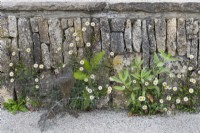 Erigeron karvinskianus, Mexican fleabane with Foeniculum vulgare, fennel growing in a limestone wall.

Horatio's Garden South West - Salisbury
The Duke of Cornwall Spinal Treatment Centre