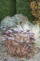 Sedum spectabile 'Herbstfreude' syn. Sedum spectabile 'Autumn Joy'. Seed heads with frost. November