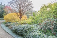 View of Winter Garden in late autumn with frost. Cotoneaster lacteus, Cotoneaster horizontalis, Cornus sanguinea 'Midwinter Fire', Acer griseum. November.