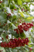Berry umbels from the common Viburnum 
