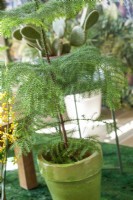 Araucaria heterophylla in pot, summer June
