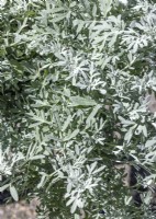 Artemisia Fancy Fillers Sea Salt, autumn September