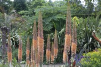 Eremurus, foxtail lily in the hot border at Chatsworth - June 