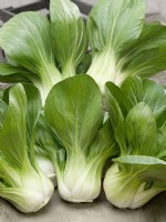 Brassica rapa subsp. chinensis Green Fortune F1, spring May