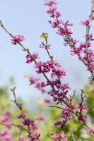 Cercis chinensis Avondale, spring May
