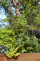Foliage interest in reclaimed container. Thalictrum, astrantia, fern. July. Summer.