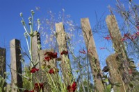 Grasses and reclaimed Oak used as garden dividers. July. Summer. Garden shows. 