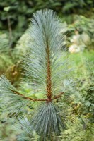 Pinus montezumae 'Sheffield Park'