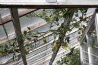 Cherry tomatoes grow along the roof a wooden framed greenhouse in varying degrees of ripeness. Regency House, Devon NGS garden. Autumn