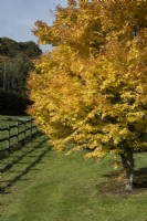 Acer palmatum , Sango kaku, in full autumn colour. A wooden post and rail fence runs on the left hand side. Regency House, Devon NGS garden. Autumn