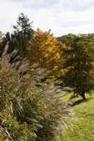 Miscanthus sinensis Silberfeder, grass on left. Shrub on right, Trochodendron aralioides on right and acer plamatum Sango Kaku, in background. Regency House, Devon NGS garden. Autumn