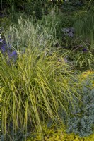 Carex elata 'Aurea' grows amongst other grasses around a small natural wildlife pond