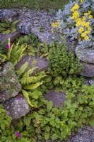Brachyglottis 'Sunshine' growing on top of stone wall and chunky cornish granite steps