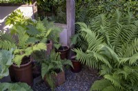 Fernery area of garden with grouped containers