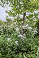 Lunaria rediviva, perennial honesty with Betula nigra, multistem River birch.

Horatio's Garden South West - Salisbury
The Duke of Cornwall Spinal Treatment Centre