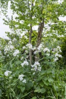 Lunaria rediviva, perennial honesty with Betula nigra, multistem River birch.

Horatio's Garden South West - Salisbury
The Duke of Cornwall Spinal Treatment Centre