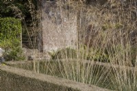 Stipa gignatea grass grows within a formal rectangle of clipped box hedging. An old weathered red brick wall and metal gate are in the background. Regency House, Devon NGS garden. Autumn
