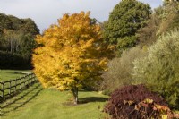 Acer palmatum , Sango kaku, in full autumn colour. A wooden post and rail fence runs on the left hand side. Regency House, Devon NGS garden. Autumn