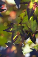 Liquidambar styraciflua, Penwood, sweetgum, foliage. Close up. Regency House, Devon NGS garden. Autumn