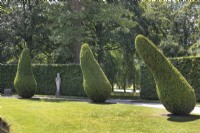 Fastigiate yews on the Salisbury Lawns at Chatsworth, June