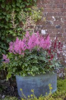 Astilbe 'Rheinland' in large tin tub container
