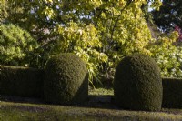 A topiary box hedge with round domes as a gateway. A magnolia tree, cylindrica,  grows behind. Regency House, Devon NGS garden. Autumn