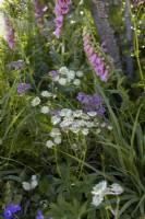 Naturalistic woodland planting for shade with achillea, digitalis -foxglove- and astrantia. July. Summer.