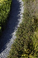 Gravel path through Buxus Sempervirens topiary and grasses. Summer. 
