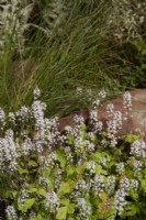 Tiarella and ornamental grass in summer border. July. 