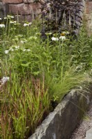 Raised border behind solid  rock wall, with white echinacea, veronicastrum, panicum virgatum and ornamental grasses. Summer. July. RHS Shows.