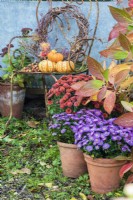 Autumn display with terracotta containers of Asters, Sedums and Chrysanthemums and squashes and wreath on rusty metal chair