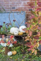 White and orange themed autumn display of squashes on rusty metal chair and bouquet of Dahlias and Chrysanthemums in pottery vase